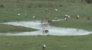 Baharın müjdecisi leylekler Arnavutköy’de