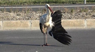 Kanadı kırılan leyleğin göç yolculuğu Arnavutköy'de yarım kaldı