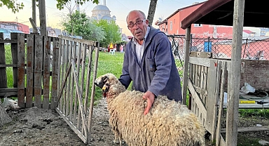 Sokak köpekleri koyunlara saldırdı.. Gözyaşlarına hakim olamadı