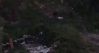 Arnavutköy' de şehre inen domuz sürüsüne köpeklere saldırdı