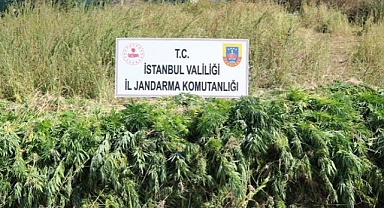 Arnavutköy’de binlerce kök kenevir operasyonu