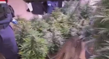 Arnavutköy'de 580 gündür aranan şüpheli evinde uyuşturucu madde yetiştirirken yakalandı