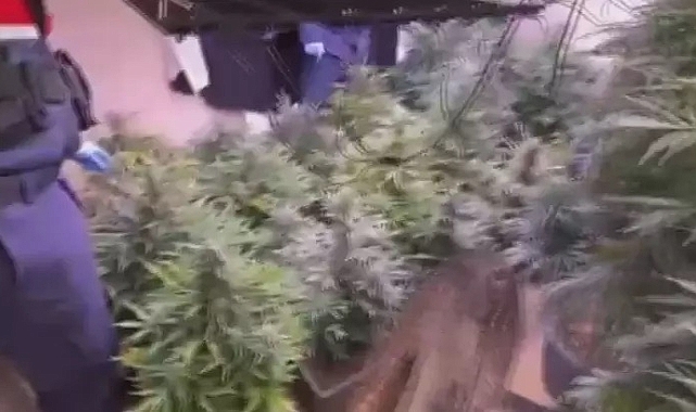 Arnavutköy'de 580 gündür aranan şüpheli evinde uyuşturucu madde yetiştirirken yakalandı